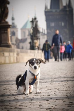 Köpek köprüde oturuyor. Prag 'ın merkezindeydi. Çok sabırlı bir model..