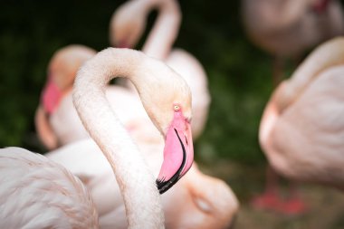 Hayvanat bahçesindeki Flamingo 'nun başı. İnanılmaz hayvanların pembe kafası..