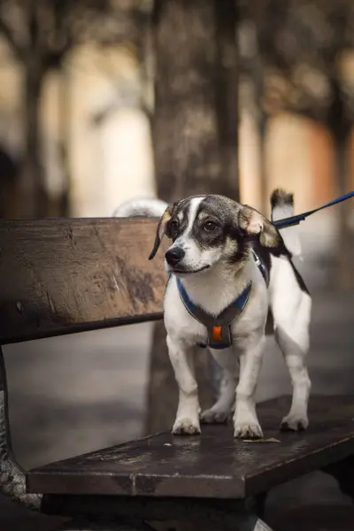 Собака Стоит Скамейке Собака Центре Праги — стоковое фото