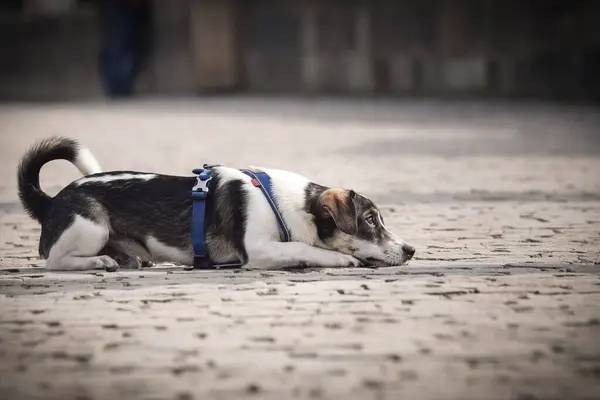 Hund Liegt Auf Brücke Befand Sich Zentrum Von Prag Sie — Stockfoto