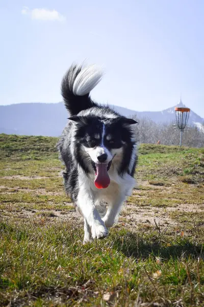 Border collie is running on the field. He is so crazy dog on trip.
