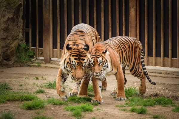 Азиатские Тигры Собираются Зоопарк Ждет Смотрителя Животными — стоковое фото