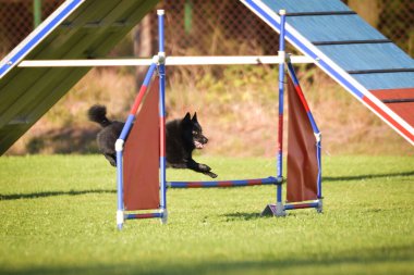 Köpek engellerin üzerinden atlıyor. Czech çeviklik özel eğitiminde harika bir gün.