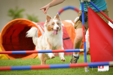 Köpek engellerin üzerinden atlıyor. Czech çeviklik özel eğitiminde harika bir gün.