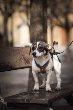 Köpek bankta duruyor. Köpek Prag 'da şehir merkezinde..