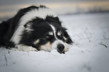 Border collie karda yatıyor. Karda kış eğlencesi.