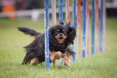 Köpek çeviklik eğitimi için slalom koşuyor yaz kampı czech slalom..