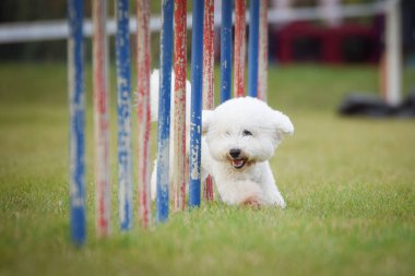Köpek çeviklik eğitimi için slalom koşuyor yaz kampı czech slalom..