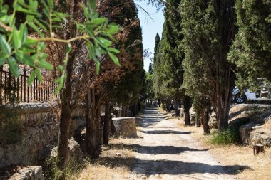 Rhodos adasında yaz sabahı yol ve doğa. Doğada yaz zamanı.