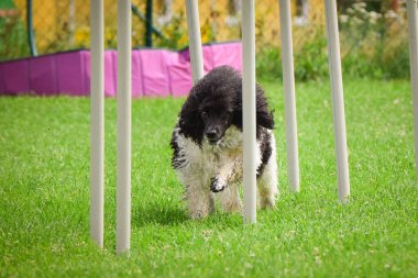 Köpek çeviklik eğitimi için slalom koşuyor yaz kampı czech slalom..