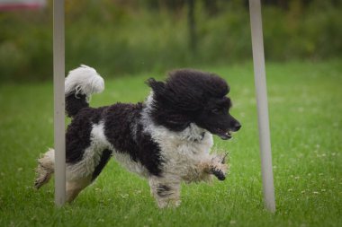 Köpek çeviklik eğitimi için slalom koşuyor yaz kampı czech slalom..