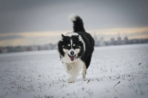 边境牧羊犬在雪地里穿过花园 在雪地里过冬 — 图库照片