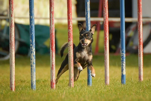 犬は敏捷性の彼の敏捷性のトレーニングでスラロームを実行していますサマーキャンプチェコ敏捷性スラローム — ストック写真