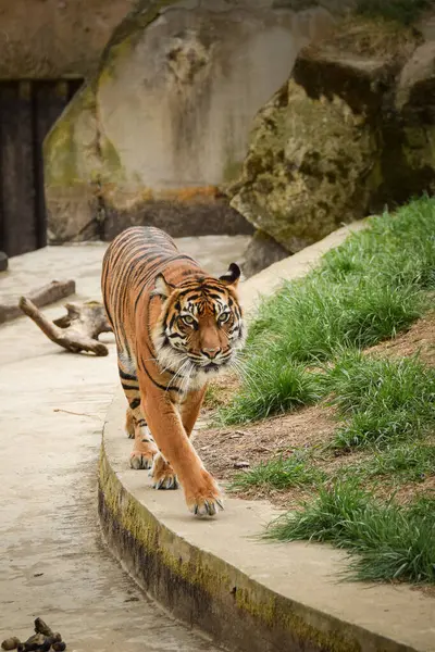 アジアのトラは動物園の生息地で起こっています 動物管理者を待ってる — ストック写真