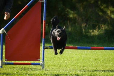 Köpek engellerin üzerinden atlıyor. Czech çeviklik özel eğitiminde harika bir gün.