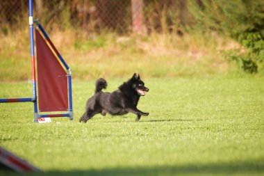 Köpek engellerin üzerinden atlıyor. Czech çeviklik özel eğitiminde harika bir gün.