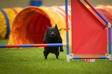 Köpek engellerin üzerinden atlıyor. Czech çeviklik özel eğitiminde harika bir gün.