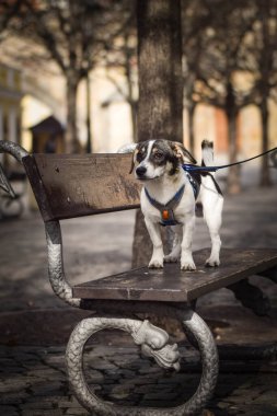 Köpek bankta duruyor. Köpek Prag 'da şehir merkezinde..