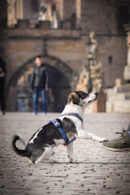Köpek köprüde oturuyor. Prag 'ın merkezindeydi. Çok sabırlı bir model..