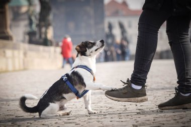 Köpek köprüde oturuyor. Prag 'ın merkezindeydi. Çok sabırlı bir model..