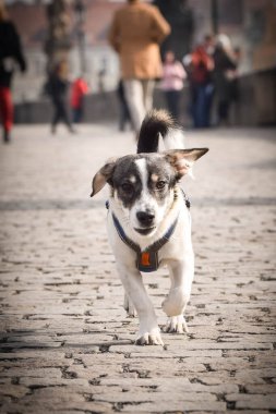 Köpek köprüde koşuyor. Prag 'ın merkezindeydi. Çok sabırlı bir model..
