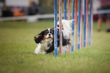 Köpek çeviklik eğitimi için slalom koşuyor yaz kampı czech slalom..