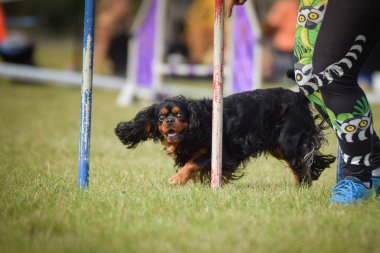 Köpek çeviklik eğitimi için slalom koşuyor yaz kampı czech slalom..