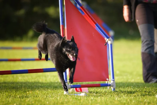 Dog is jumping over the hurdles.  Amazing day on czech agility privat training
