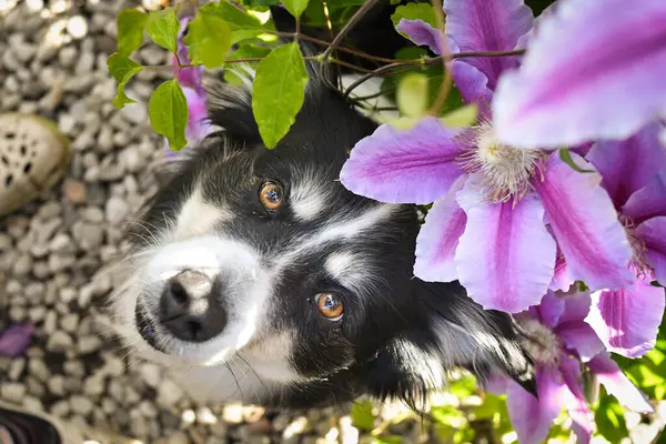 Smiling border collie in flowers. Adult border collie is in flowers in garden. He has so funny face.