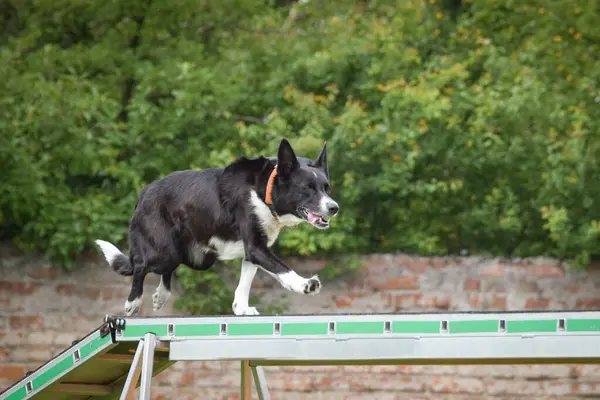 Dog in agility balance beam. Amazing day on Czech agility competition. They are middle expert it means A2.