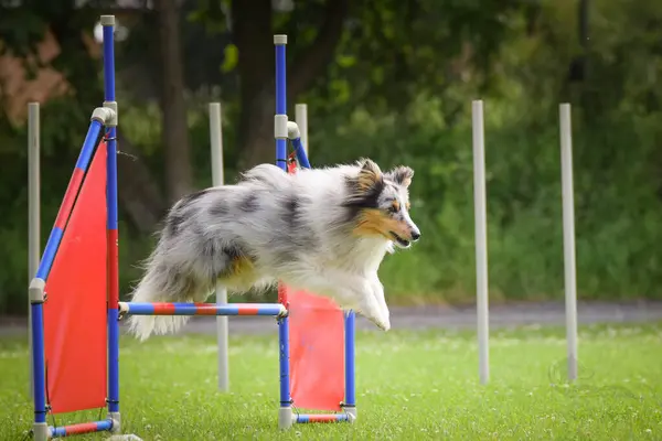 Hunden Hopper Forhindringerne Fantastisk Dag Tjekkisk Agility Privat Træning - Stock-foto