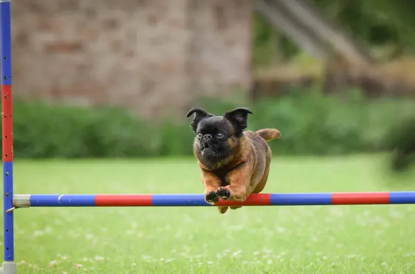 Perro Está Saltando Por Encima Los Obstáculos Increíble Día Agilidad — Foto de Stock