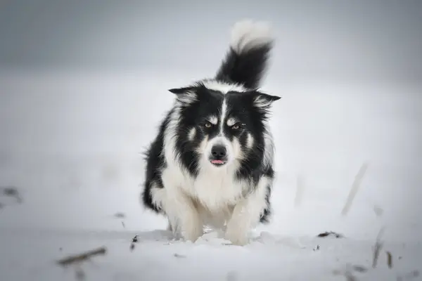边境牧羊犬在雪地里穿过花园 在雪地里过冬 — 图库照片