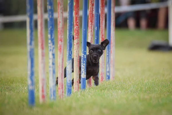 Köpek çeviklik eğitimi için slalom koşuyor yaz kampı czech slalom..