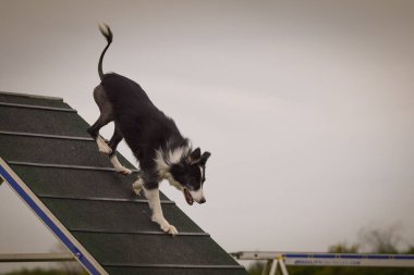 Dog, is running on agility A frame. Amazing evening, Hurdle having private agility training for a sports competition