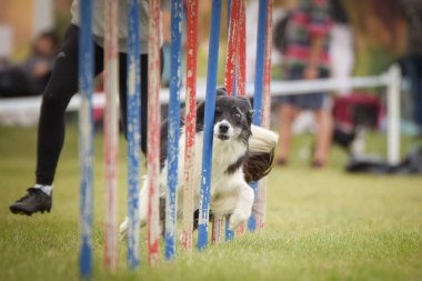 Köpek çeviklik eğitimi için slalom koşuyor yaz kampı czech slalom..