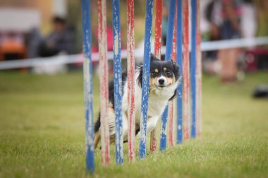 Köpek çeviklik eğitimi için slalom koşuyor yaz kampı czech slalom..