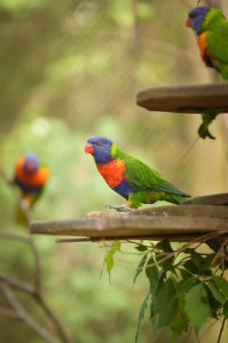 Bir lori papağanı hayvanat bahçesindeki bir dalın üzerinde oturur. Çek hayvanat bahçesinde bir yaz günü