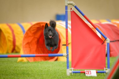 Köpek engellerin üzerinden atlıyor. Czech çeviklik özel eğitiminde harika bir gün.