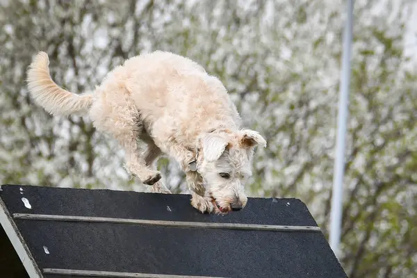 Dog, is running on agility A frame. Amazing evening, Hurdle having private agility training for a sports competition