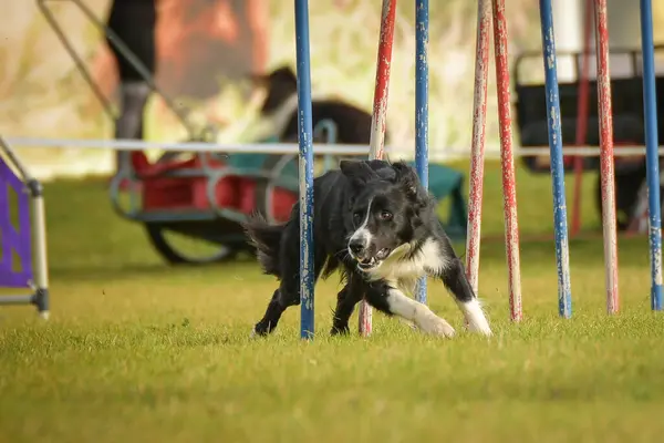 狗在敏捷性夏令营的敏捷性训练上跑得很慢 — 图库照片