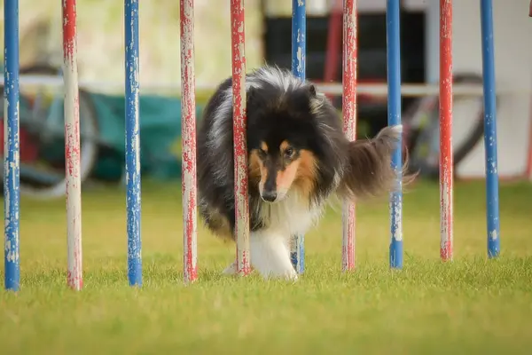 Köpek çeviklik eğitimi için slalom koşuyor yaz kampı czech slalom..