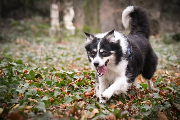 Yapraklı çoban köpeğinin sonbahar portresi. Yaprakların arasında çok tatlı. Çok güzel bir yüzü var..