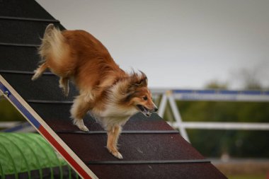 Dog, is running on agility A frame. Amazing evening, Hurdle having private agility training for a sports competition