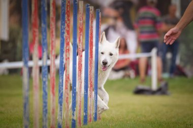 Köpek çeviklik eğitimi için slalom koşuyor yaz kampı czech slalom..