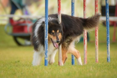 Köpek çeviklik eğitimi için slalom koşuyor yaz kampı czech slalom..