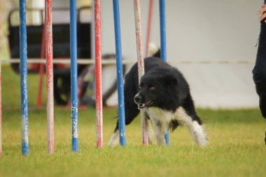 Köpek çeviklik eğitimi için slalom koşuyor yaz kampı czech slalom..
