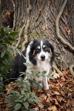 Yapraklı çoban köpeğinin sonbahar portresi. Yaprakların arasında çok tatlı. Çok güzel bir yüzü var..