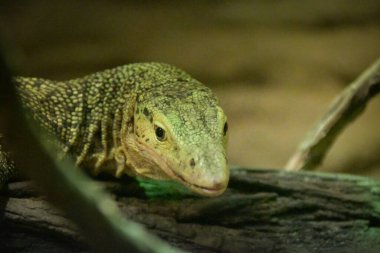 Köyün arka bahçesindeki kertenkeleyi izleyin. Güney Asya faunası insan yerleşim yerinin yakınında. Tehlikeli vahşi hayvan. Nesli tükenmekte olan kertenkele türü.