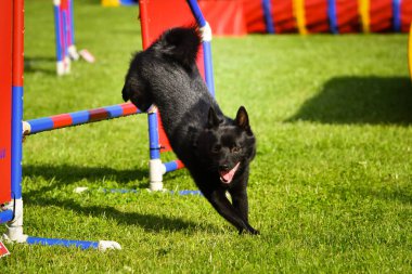 Köpek engellerin üzerinden atlıyor. Czech çeviklik özel eğitiminde harika bir gün.